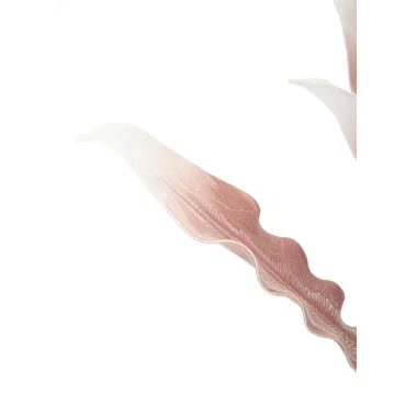 ALOE ROSA Ø 30X98 10 cm